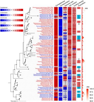 Challenges in estimating effective population sizes from metagenome-assembled genomes